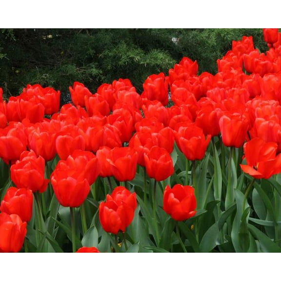 Bulb, Tulip, RED Impression, Pure Bright RED Perennial Tulip Bulbs (5 Bulbs), RED Flowers
