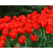 Bulb, Tulip, RED Impression, Pure Bright RED Perennial Tulip Bulbs 5 Bulbs, RED Flowers