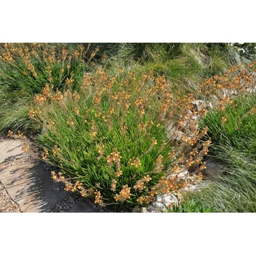 Bulbine Hallmark Orange  1 Live Gallon Size Plant  Vibrant Orange Blossom Succulent, Live Plant, Easy-Care Perennial for Sunny Gardens, Drought-Tolerant Ground Cover
