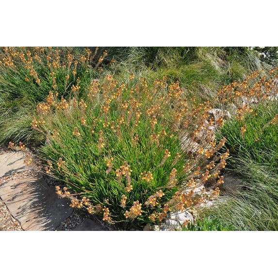 Bulbine Hallmark Orange 1 Live Gallon Size Plant Vibrant Orange Blossom Succulent, Live Plant, Easy-Care Perennial for Sunny Gardens, Drought-Tolerant Ground Cover