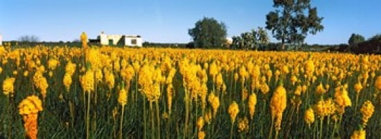 Bulbinella nutans flowers in a field Northern Cape Province South Africa Canvas Art - Panoramic Images (36 x 13)