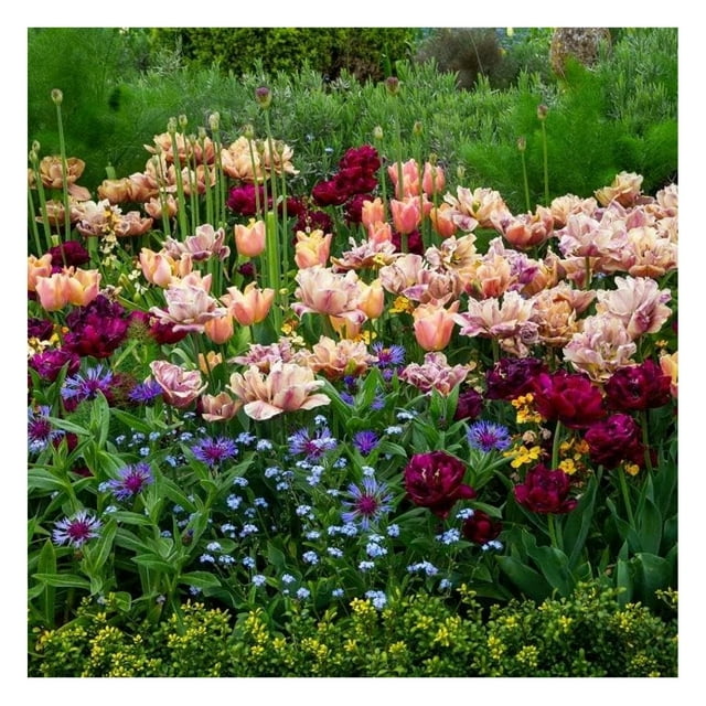 Bulbs La Epoque Mystery Mix NonGMO Bulbs for Planting, Bulbs Low