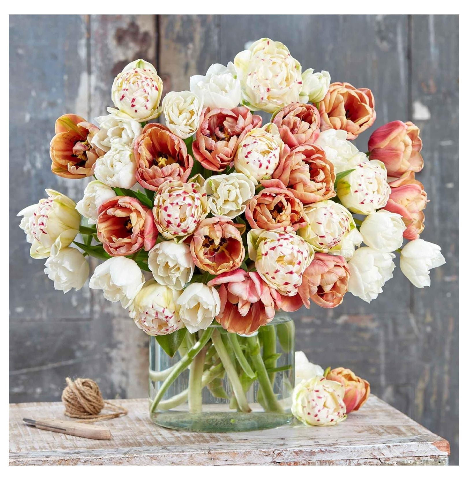 Bulbs La Epoque Romantic Mix NonGMO Bulbs for Planting, 24 Bulbs