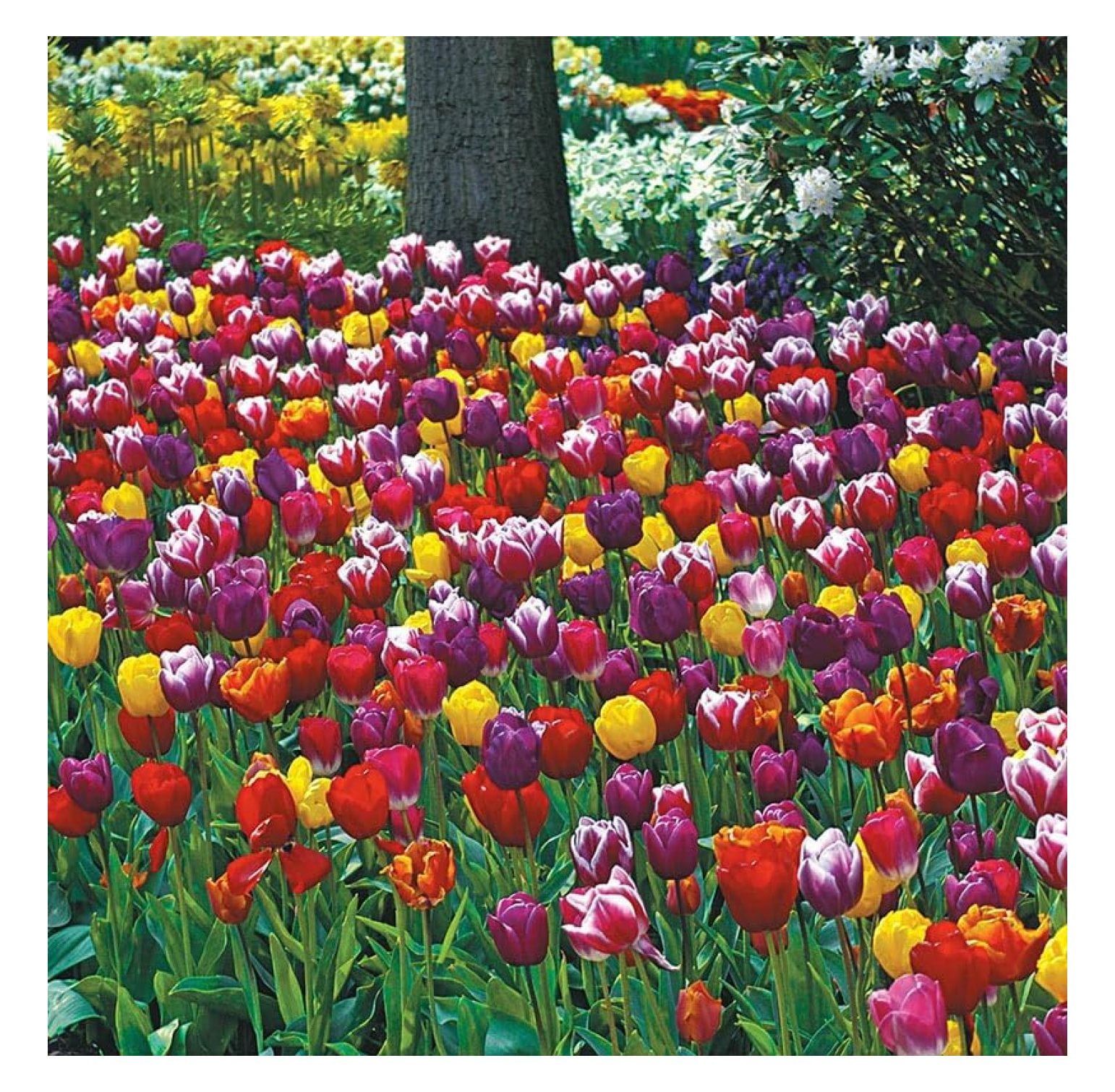 Bulbs for Fall Planting Mixed Perennial Flower Bulbs Zones 38