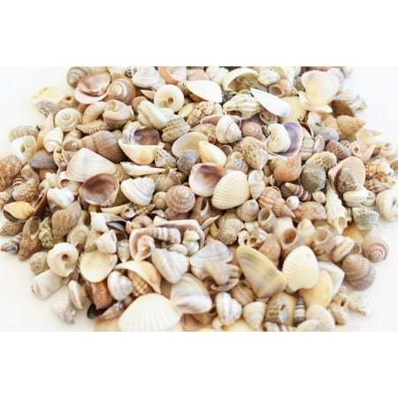 Bulk 1 Lb (1200+) Tiny Indian Ocean Shells Mix Mini Shells 1/4" Seashells Crafts Beach Decor Sailors Valentines