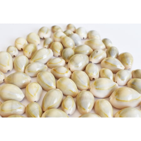 Bulk 1 Lb (250+) Select Ringtop Cowrie Shells Seashells 1/2-1" Shellcraft Cypraea Crafts - No Holes