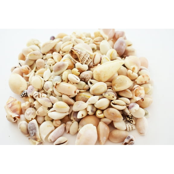 Bulk 1 Lb (400) Genuine Beach Roller Shell Mix Aquarium Beach Fish Tank Natural Decor