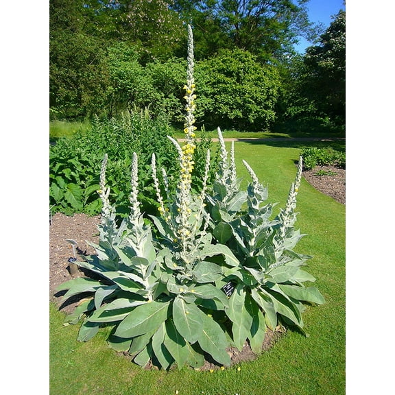 Bulk 100 Seeds Mullein Seed Ornamental Plant Flowering, Heirloom- Non GMO - Open Pollinated - Made in USA