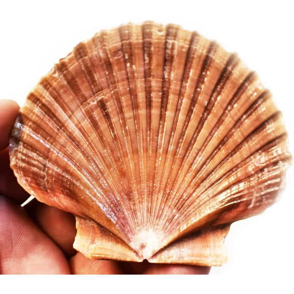Bulk 50 Beautiful Mexican Flat Scallops Shells Seashells (About 3") Beach Wedding Nautical Crafts Coastal