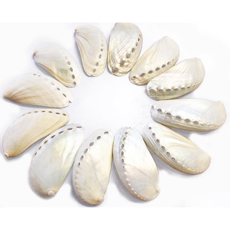 Bulk 50 Pearl Abalone Shells 2-3" Beach Wedding Seashells Crafts Nautical White