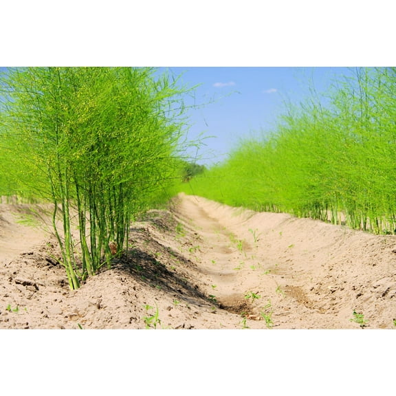 Bulk Asparagus Bare Root Plants - 2yr Crowns - Can Not Ship to California (100 Asparagus Roots)
