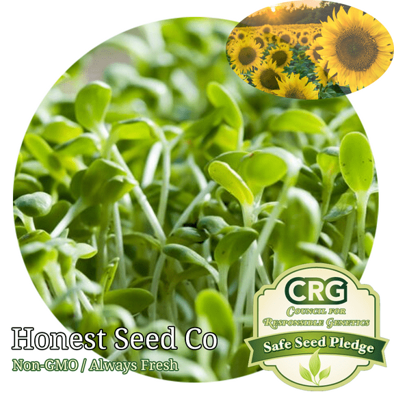 Bulk BLACK OIL SUNFLOWER Microgreen Seeds | Non-GMO Vegetable Seeds