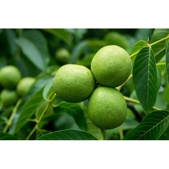 Bulk Black Walnut Tree Live Plant | Live Fruit Bearing Tree Seedlings - Make a Walnut Forest, Wood is Highly Valued, 30 Years to Harvest (50 Blak Walnut Seedlings)