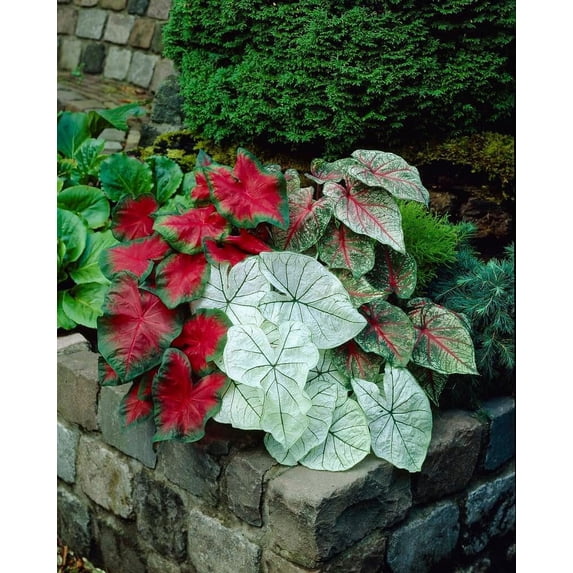 Bulk Border Mix Caladium Bulbs for Planting (25 Bulbs)