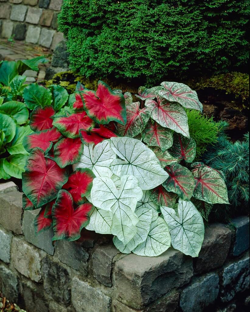 Bulk Border Mix Caladium Bulbs for Planting Perennial Hosta, Elephant