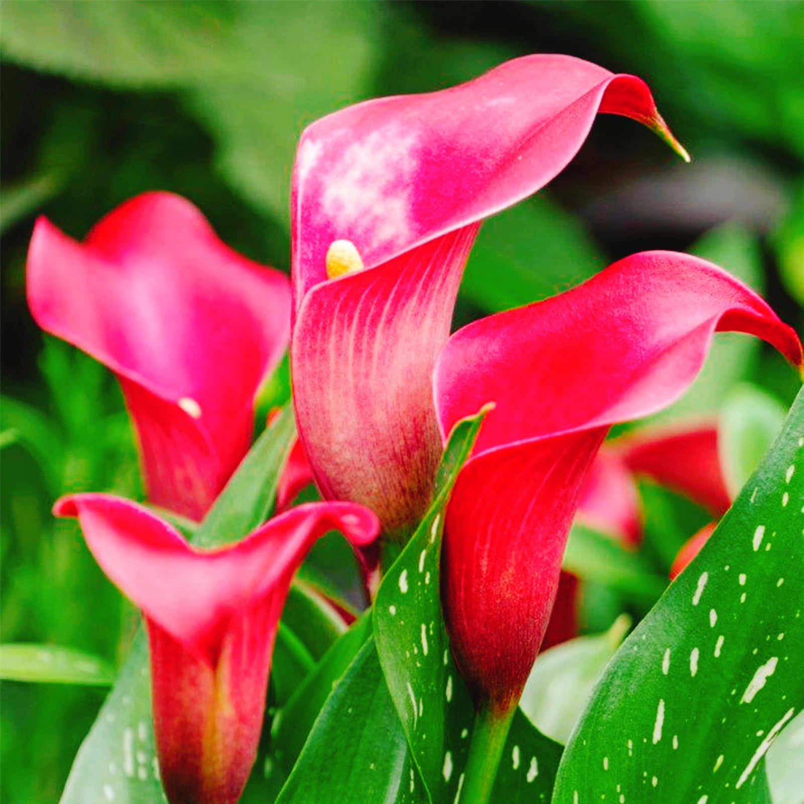 Bulk,Calla lily,Planting,Professional,Beautiful and Low Maintenance