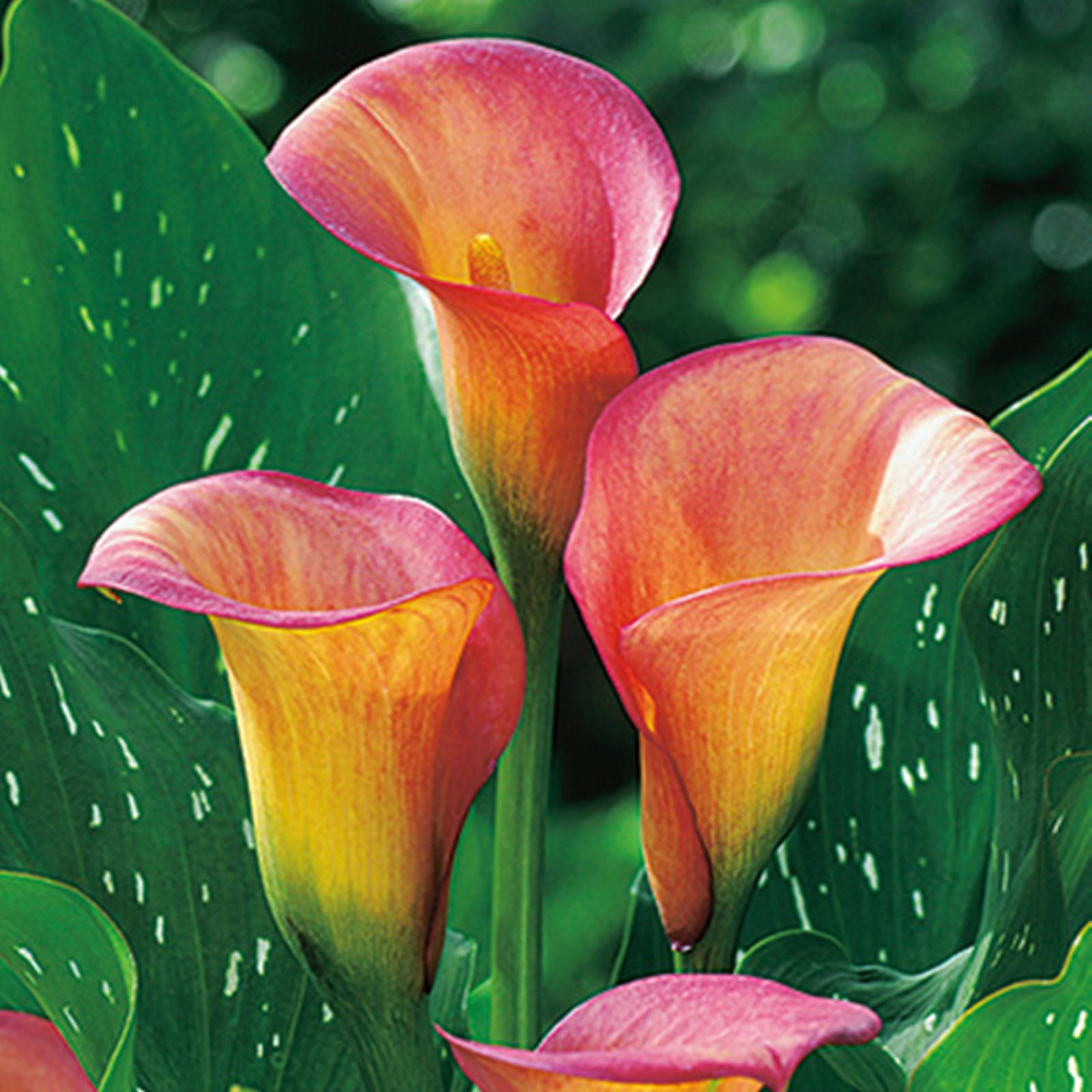 Bulk,Calla lily,Planting,Professional,Beautiful and Low Maintenance