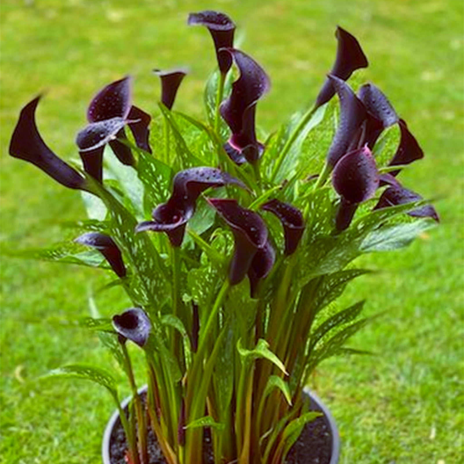 Bulk,Calla lily,Planting,Professional,Beautiful and Low Maintenance