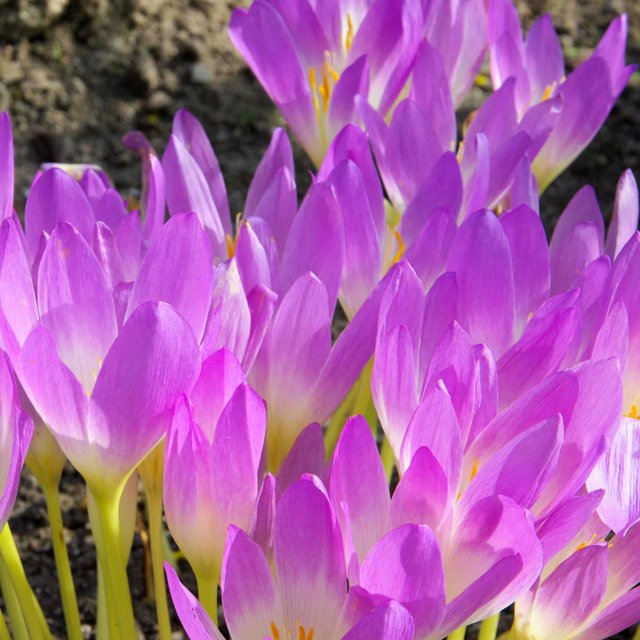 Bulk Crocus Bulbs for a Stunning Garden & Patio Display Vibrant and
