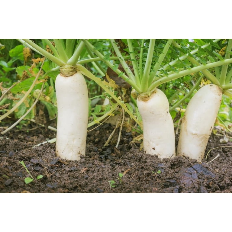 Bulk Daikon Radish Seeds for Food Plot or Cover Crop - Chinese, Japanese, or Oriental Radish - Easy to Grow (1 Oz)