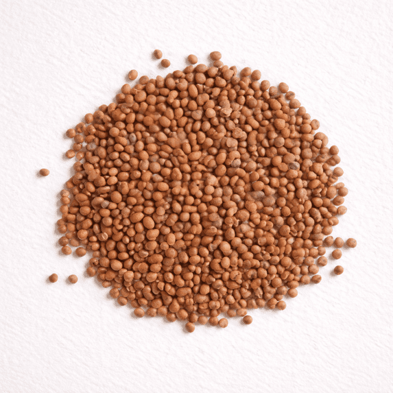 Bulk Daikon Radish Seeds for Food Plot or Cover Crop - Chinese, Japanese, or Oriental Radish - Easy to Grow (1 Pound)