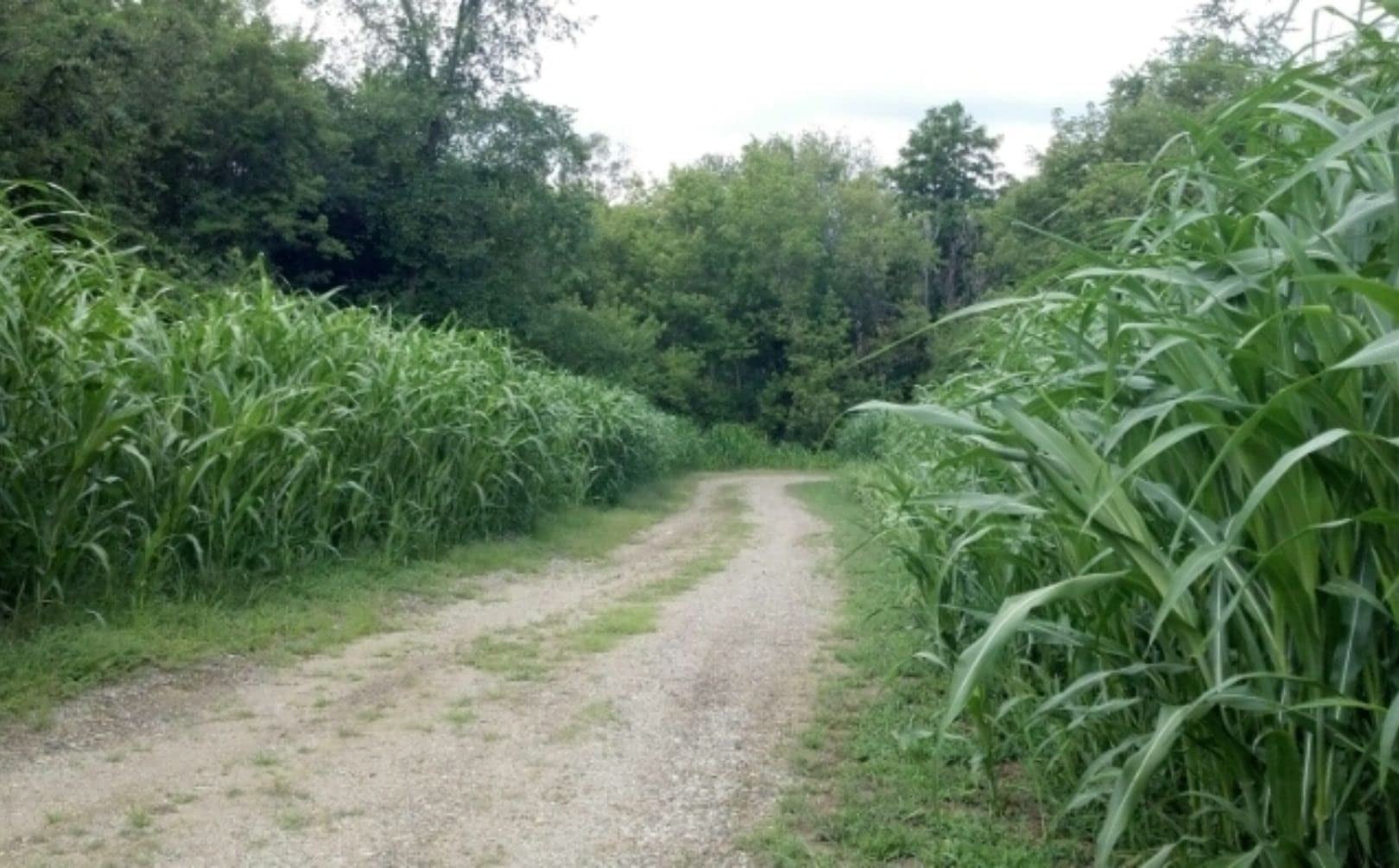 Bulk Egyptian Wheat Seeds for Planting - Can Grow to 10 Feet Tall - Grow Chicken Corn, Great for Birds (8 Pounds)
