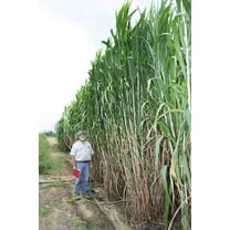Bulk Elephant Grass Seeds - Tallest Grass in The World (8 Ounces)