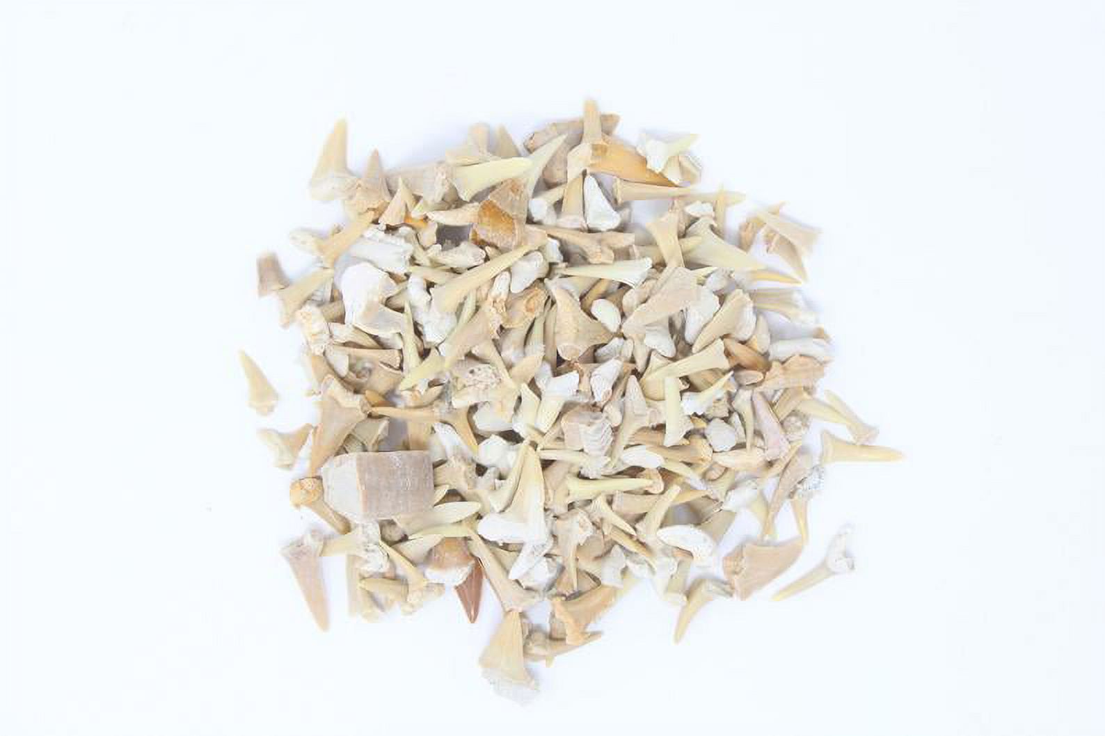 Bulk Fossil Sharks Teeth - Fossilized Sand Shark Teeth - 4 Oz, 8 Oz, 1