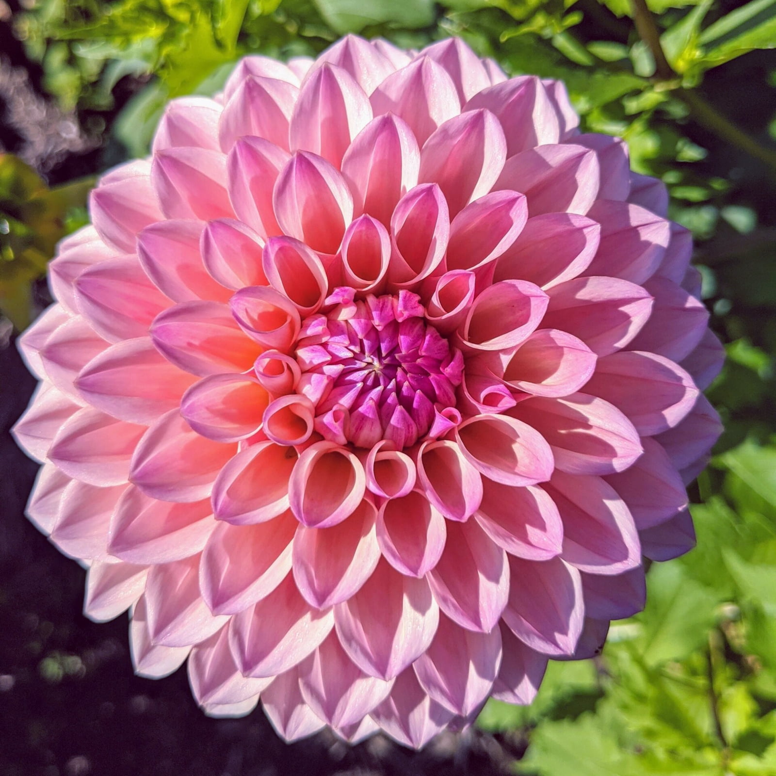 Bulk Dahlia Bulbs,Professional,for Fall Planting,Brilliant