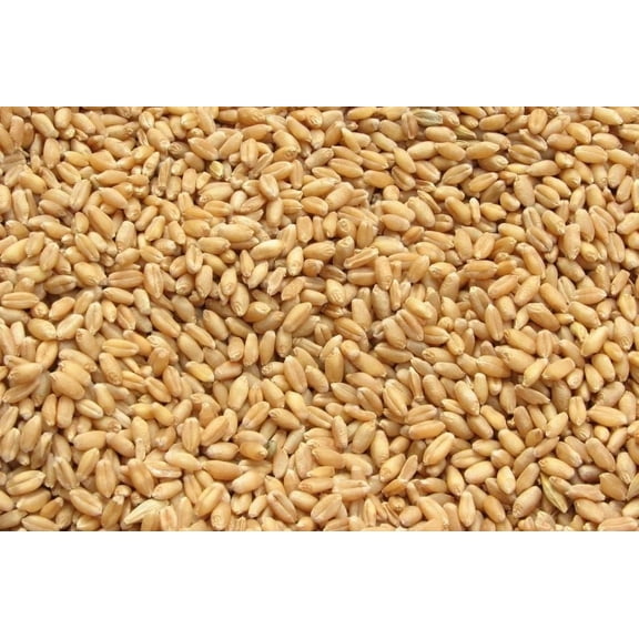 Bulk Grains - Organic Hulled Spelt Berries - Bulk - Case of 25 - 1 lb.
