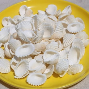 Sinkoo Small Seashells for Crafts, 10.6oz White Natural Bulk Sea Shells for Crafting, Vase Filler,Coastal Christmas Decor for Home Beach Party Wedding