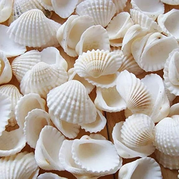 Sinkoo Small Seashells for Crafts, 0.66lb White Natural Bulk Sea Shells for Crafting, Vase Filler,Coastal Christmas Decor for Home Beach Party Wedding