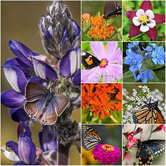 Bulk Package of 30,000 Seeds, Bird and Butterfly Wildflower Mixture (100% Pure Live Seed) Open Pollinated Seeds by Seed Needs