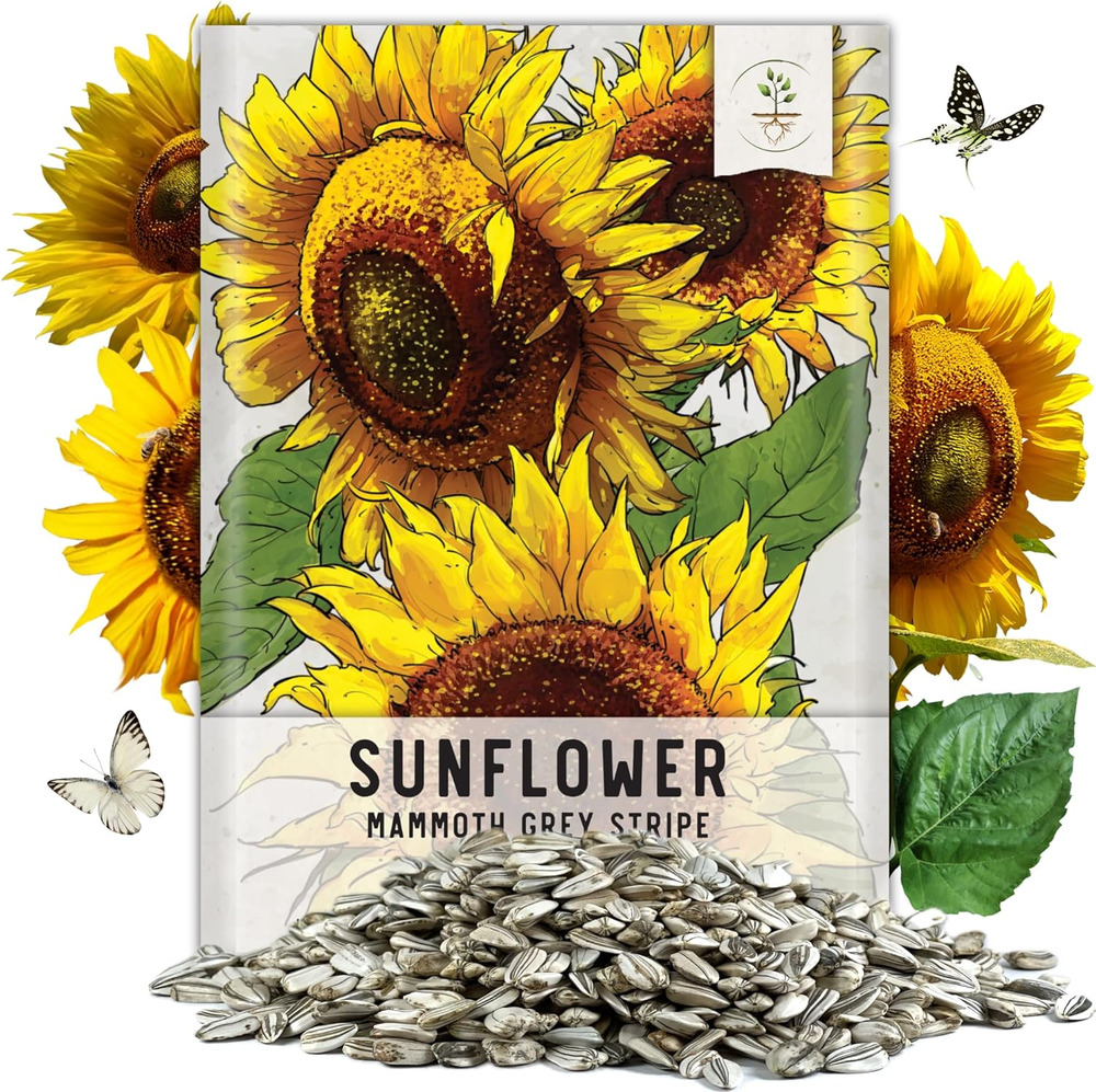 , Bulk Package of 600+ Large Mammoth Grey Stripe Sunflower Seeds for Planting (H
