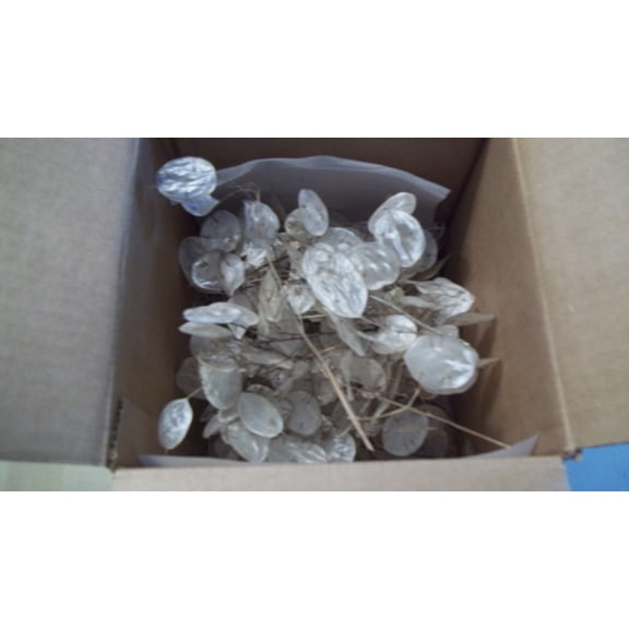 Bulk Quantity of Twenty Dried Lunaria Stems with disc-shaped silicles, 4"-6" long