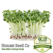 Honest Seed 24000 Bulk Radish Microgreen Plant Seeds