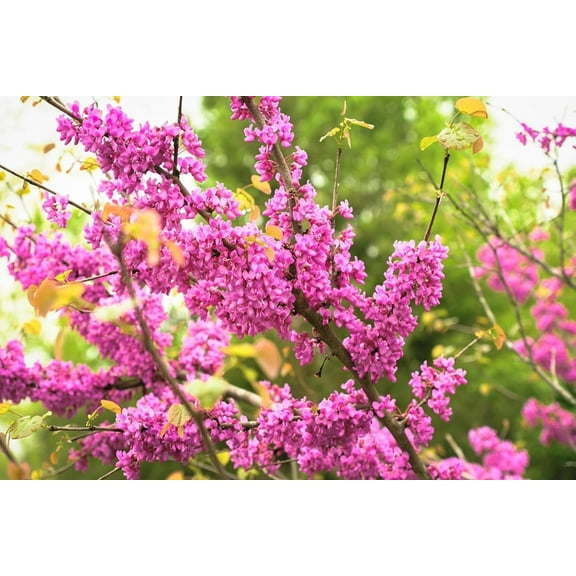 Bulk Redbud Tree Plants for Growing - Well Rooted Seedlings, Ships Bare Root in Peat - Grow Your Own Fruit (50 Redbud Seedlings)