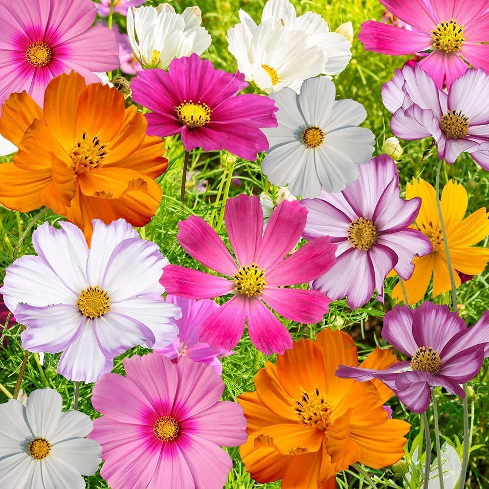 Bulk Seeds, Crazy Mix Cosmos (Cosmos bipinnatus) Non-GMO Seeds - Ships from Iowa, USA (10,000 Seeds)
