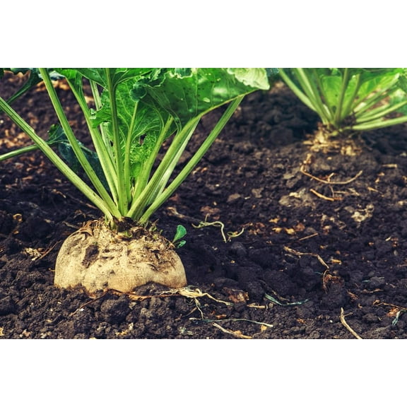 Bulk Sugar Beets Seeds for Whitetail Deer Food Plot - Sugar Beet Designed to Produce Tons of Nutrient-Rich Forage, Early and Late Season (4 Lbs (1/2 Acre))
