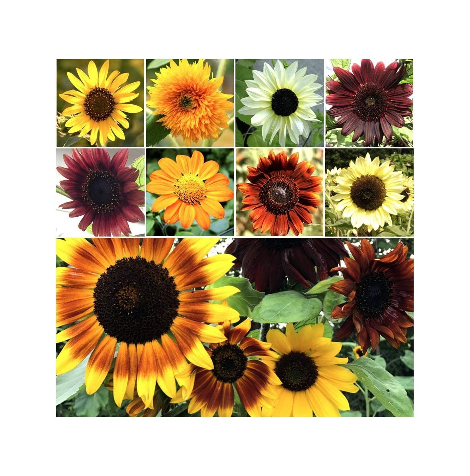 Bulk Sunflower Seeds for Planting Heirloom & NonGMO Sunflower Seeds