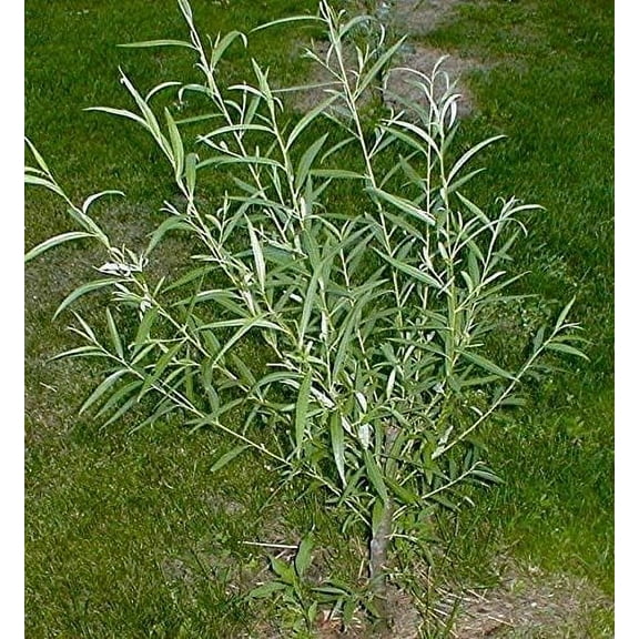 Bulk Thick Austree Hybrid Willow Tree Cuttings - Produce More The 1st Year. Thick Root Stock (50 Thick Cuttings)