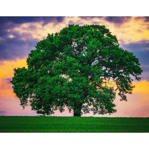 Bulk White Oak Tree Seedlings for Planting - 1 Yr Old Seedlings of Quercus alba - Great for Shade and Privacy Hedge (25 White Oak Trees)