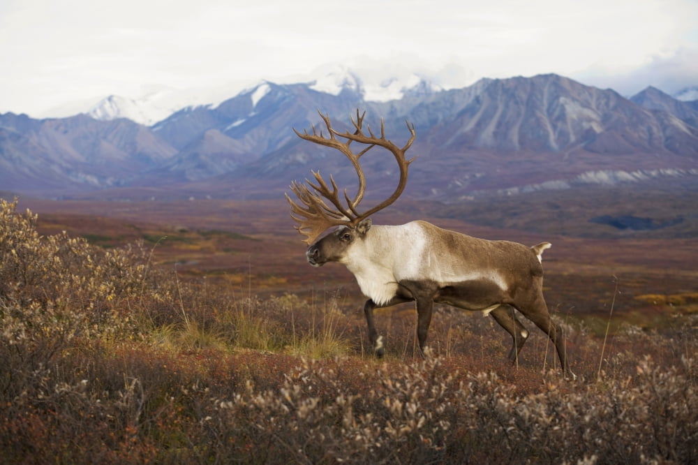 Bull Caribou On Autumn Tundra With Alaska Range In The Background Denali National Park Interior Alaska Canvas Art - Milo Burcham Design Pics (17 x 11)
