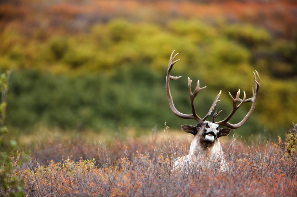 Bull Caribou Bedded On Autumn Tundra In Denali National Park Interior Alaska Canvas Art - Milo Burcham Design Pics (17 x 11)