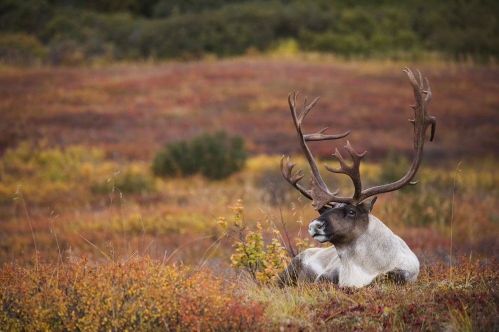 Bull Caribou Bedded On Autumn Tundra In Denali National Park Interior Alaska Canvas Art - Milo Burcham Design Pics (17 x 11)