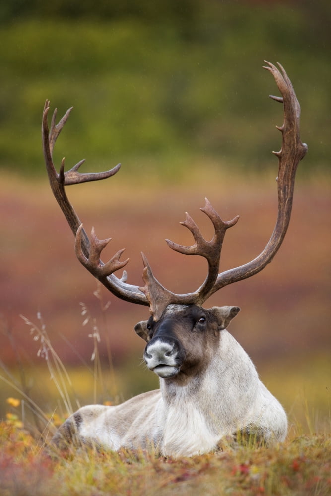 Bull Caribou Bedded On Autumn Tundra In Denali National Park Interior Alaska Canvas Art - Milo Burcham Design Pics (22 x 34)