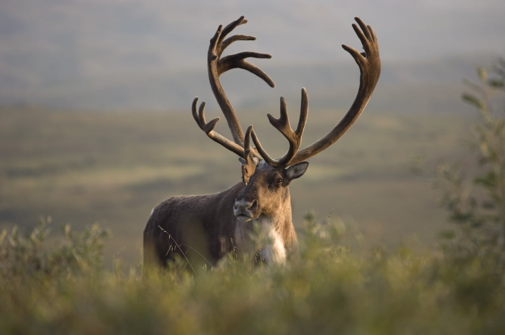 Bull Caribou In Velvet On Tundra Denali National Park Interior Alaska Summer Canvas Art - Ron Sanford Design Pics (17 x 11)