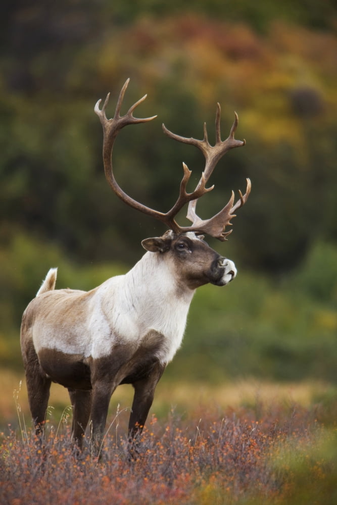Bull Caribou On Autumn Tundra In Denali National Park Interior Alaska Canvas Art - Milo Burcham Design Pics (11 x 17)