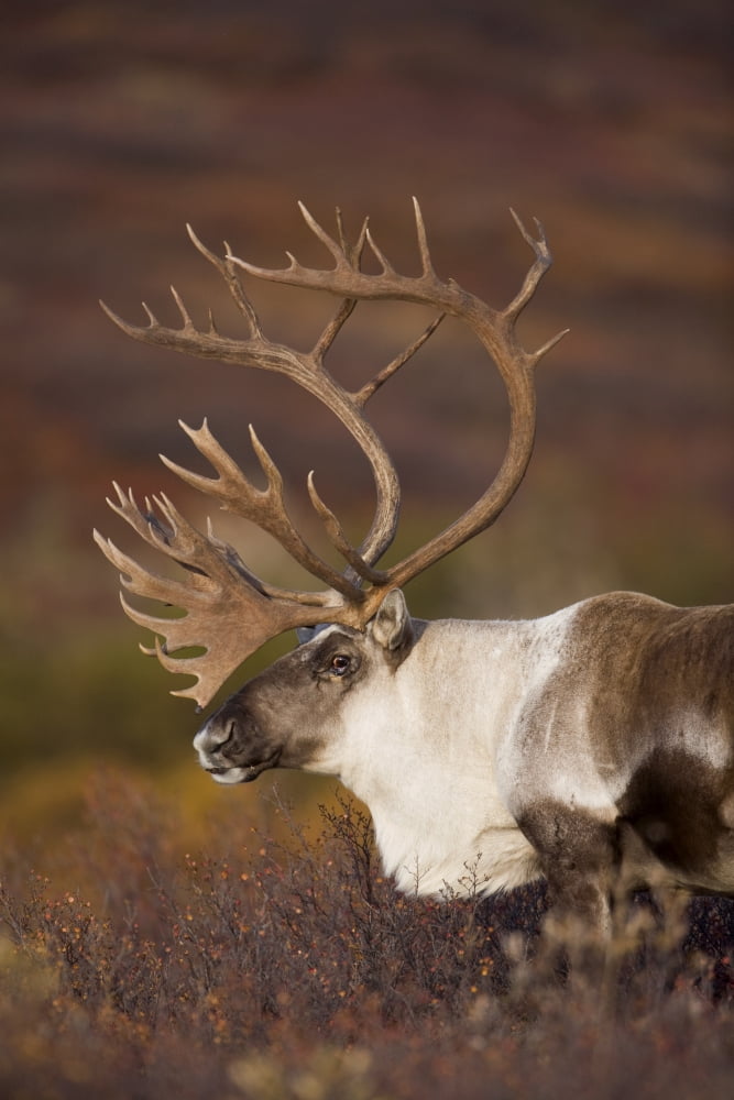 Bull Caribou On Autumn Tundra In Denali National Park Interior Alaska Canvas Art - Milo Burcham Design Pics (11 x 17)