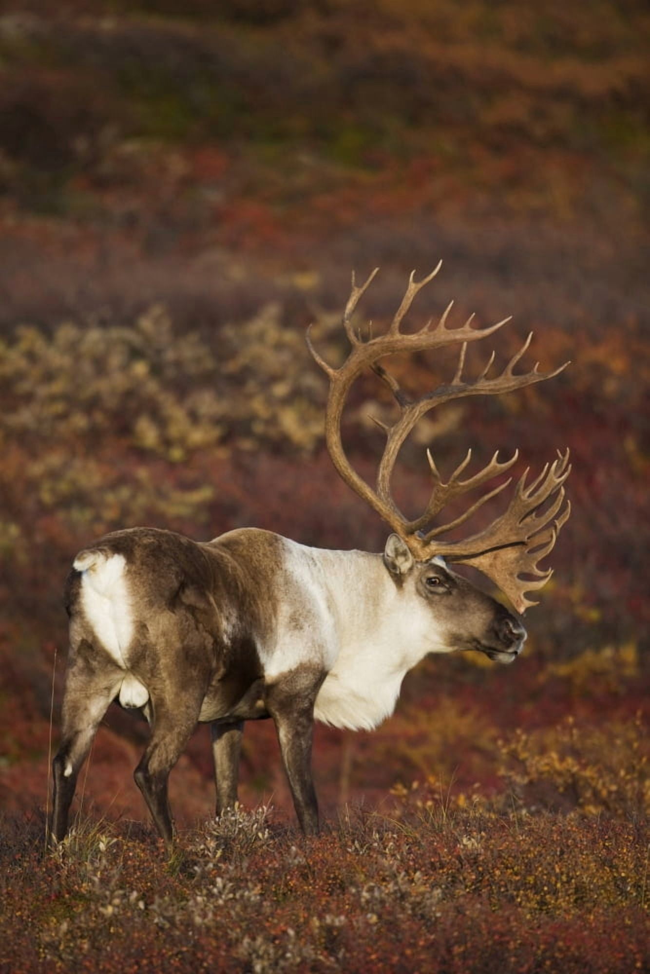 Bull Caribou On Autumn Tundra In Denali National Park Interior Alaska Canvas Art - Milo Burcham Design Pics (11 x 17)